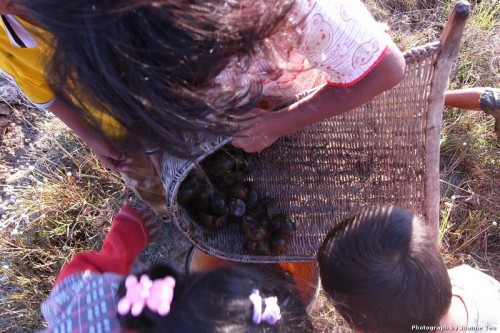 Freshwater snail haul.