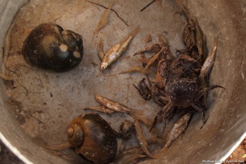 The catch of freshwater snail and fish.