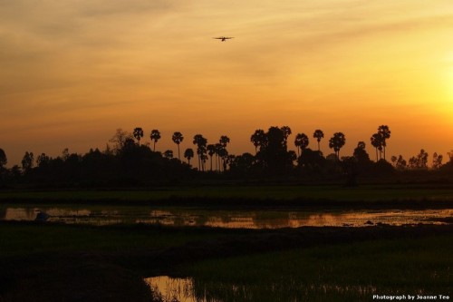Sunset over palm trees.
