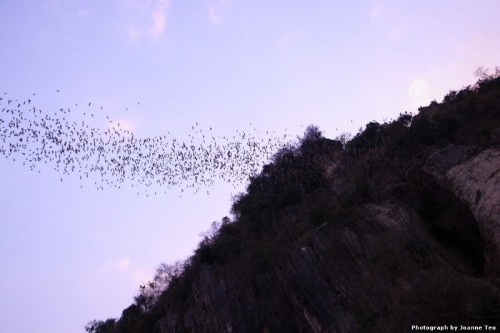 Bats leaving the cave in droves.