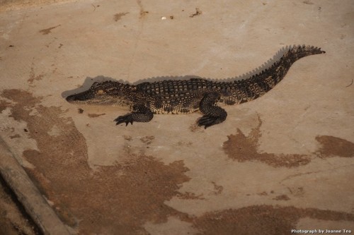 Basking Croc.