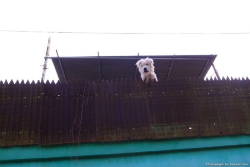 Crocodile farm guard dog.