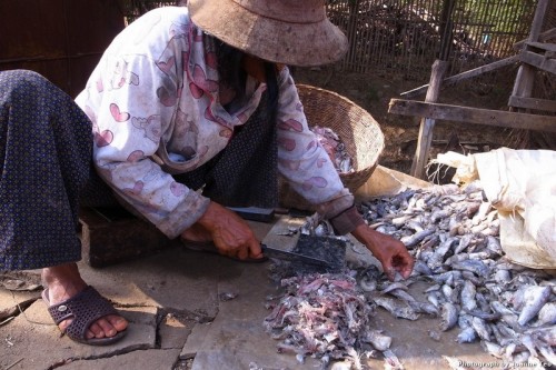 Cleaning fish for salting.