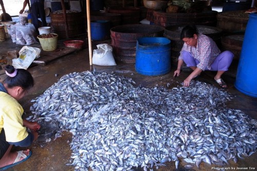 Fish every where. On the ground, by the road, along passageways.