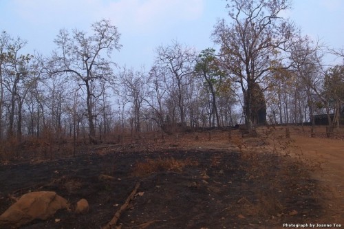 People start fires in the national forests to weed out turtles for food.